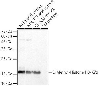 Western blot analysis of extracts of various cell lines, using DiMethyl-Histone H3-K79 antibody at 1:500 dilution. Secondary antibody: HRP Goat Anti-Rabbit IgG (H+L) at 1:10000 dilution. Lysates/proteins: 25ug per lane. Blocking buffer: 3% nonfat dry milk in TBST. Detection: ECL Basic Kit. Exposure time: 10s.