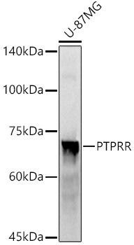 Western blot analysis of extracts of U-87MG cells, using PTPRR antibody at 1:1000 dilution. Secondary antibody: HRP Goat Anti-Rabbit IgG (H+L) at 1:10000 dilution. Lysates/proteins: 25ug per lane. Blocking buffer: 3% nonfat dry milk in TBST. Detection: ECL Enhanced Kit. Exposure time: 120s.