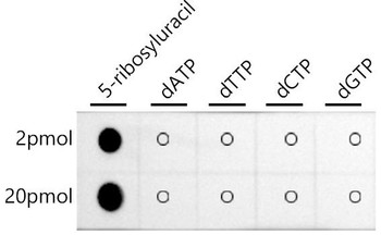 Dot-blot analysis of all sorts of chemical compounds using Pseudouridine / 5-ribosyluracil antibody at 1:1000 dilution.