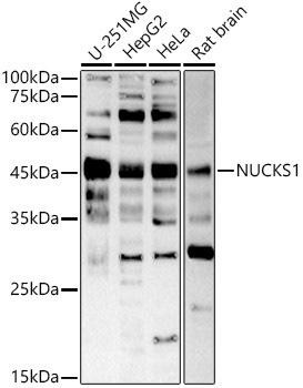 Western blot analysis of extracts of various cell lines, using NUCKS1 antibody at 1:1000 dilution. Secondary antibody: HRP Goat Anti-Rabbit IgG (H+L) at 1:10000 dilution. Lysates/proteins: 25ug per lane. Blocking buffer: 3% nonfat dry milk in TBST. Detection: ECL Basic Kit. Exposure time: 60s.