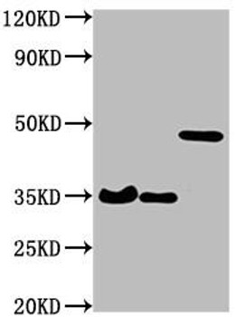 Western Blot<br />
Positive WB detected in: 3 different overexpression lysates with HA tagged<br />
All lanes: HA-Tag antibody at 1:1000<br />
Secondary<br />
Goat polyclonal to Mouse IgG at 1/10000 dilution<br />
Predicted band size: 35, 35, 48 kDa<br />
Observed band size: 35, 35, 48 kDa</p>