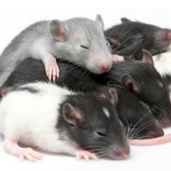 Rat Immunology ELISA Kits 3 Rat Brain-derived neurotrophic factor Bdnf ELISA Kit