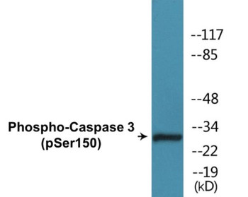 Caspase 3 Phospho-Ser150 Colorimetric Cell-Based ELISA Kit