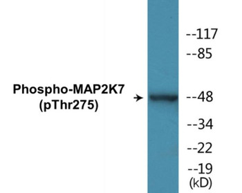 MAP2K7 Phospho-Thr275 Colorimetric Cell-Based ELISA Kit