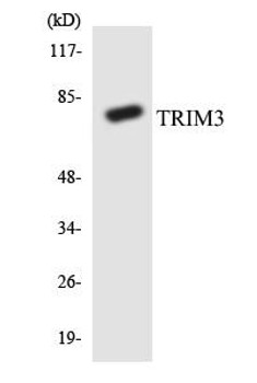 Cell Biology TRIM3 Colorimetric Cell-Based ELISA
