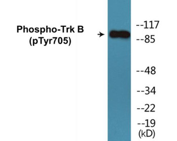 Trk B Phospho-Tyr705 Colorimetric Cell-Based ELISA Kit