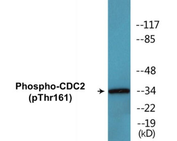 CDC2 Phospho-Thr161 Colorimetric Cell-Based ELISA Kit
