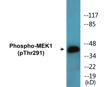 MEK1 Phospho-Thr291 Colorimetric Cell-Based ELISA Kit