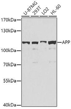 Cell Death Antibodies 1 Anti-APP Antibody CAB0206