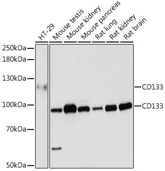 Cell Biology Antibodies 1 Anti-CD133 Antibody CAB0219