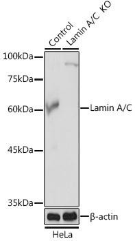 KO Validated Antibodies 1 Anti-Lamin A/C Antibody CAB0249KO Validated