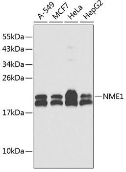 Developmental Biology Anti-NME1 Antibody CAB0259