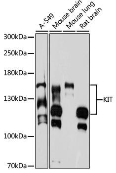 Cell Biology Antibodies 1 Anti-KIT Antibody CAB0357