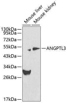 Cardiovascular Antibodies Anti-ANGPTL3 Antibody CAB0689