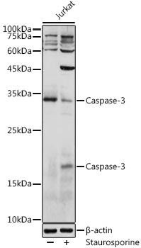 KO Validated Antibodies 1 Anti-Caspase-3 Antibody CAB11040KO Validated