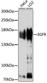 Immunology Antibodies 1 Anti-EGFR Antibody CAB11082