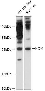 Cell Death Antibodies 1 Anti-HO-1 Antibody CAB11919