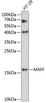 Metabolism Antibodies 1 Anti-MAFF Antibody CAB12920