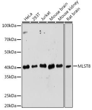 Cell Biology Antibodies 4 Anti-MLST8 Antibody CAB13599