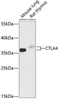 Immunology Antibodies 1 Anti-CTLA4 Antibody CAB13965
