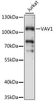 Cell Biology Antibodies 5 Anti-VAV1 Antibody CAB15108