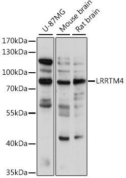 Neuroscience Anti-LRRTM4 Antibody CAB15898