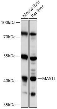 Neuroscience Anti-MAS1L Antibody CAB16162