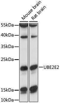 Signal Transduction Antibodies 2 Anti-UBE2E2 Antibody CAB16441