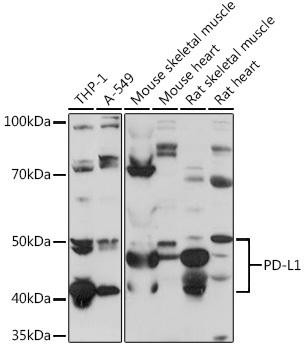 Immunology Antibodies 2 Anti-PD-L1 Antibody CAB1645