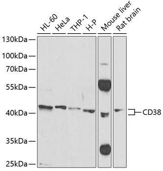 Cell Biology Antibodies 7 Anti-CD38 Antibody CAB1680