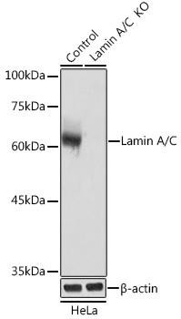 KO Validated Antibodies 1 Anti-Lamin A / C Antibody CAB17319KO Validated