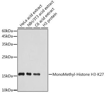 Epigenetics and Nuclear Signaling Antibodies 3 Anti-MonoMethyl-Histone H3-K27 Antibody CAB2361