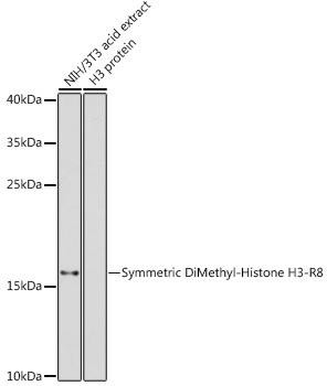 Epigenetics and Nuclear Signaling Antibodies 3 Anti-Symmetric DiMethyl-Histone H3-R8 Antibody CAB2374