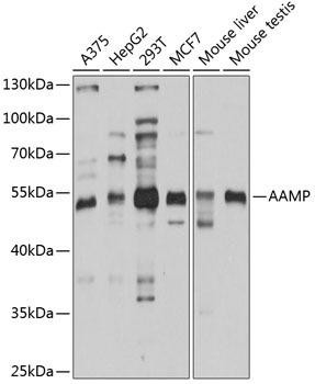Cardiovascular Antibodies Anti-AAMP Antibody CAB3283
