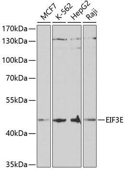 Metabolism Antibodies 2 Anti-EIF3E Antibody CAB5447