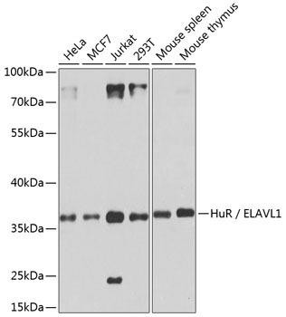 KO Validated Antibodies 1 Anti-HuR / ELAVL1 Antibody CAB6089KO Validated