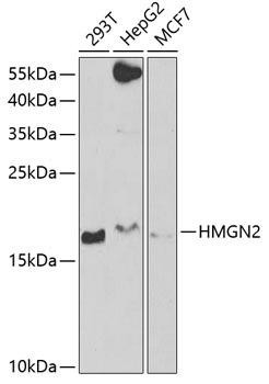 Cell Biology Antibodies 10 Anti-HMGN2 Antibody CAB6156