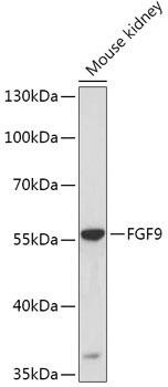 Developmental Biology Anti-FGF9 Antibody CAB6374