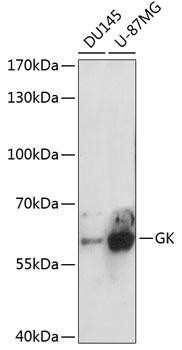 Metabolism Antibodies 2 Anti-GK Antibody CAB6377