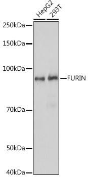 Immunology Antibodies 2 Anti-FURIN Antibody CAB7445
