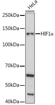 KO Validated Antibodies 1 Anti-HIF1Alpha Antibody CAB7684KO Validated