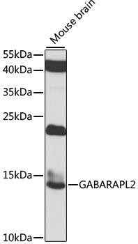 Autophagy Antibodies Anti-GABARAPL2 Antibody CAB7782