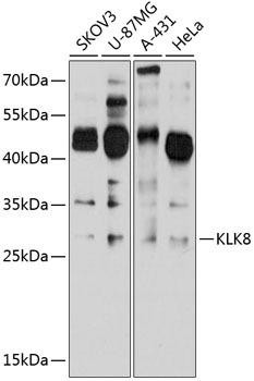 Cell Biology Antibodies 12 Anti-Kallikrein-8 Antibody CAB8975