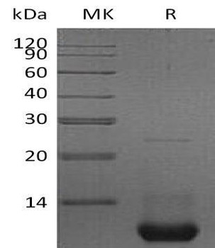 Mouse CXCL2/MIP-2 Recombinant Protein (RPES0282)