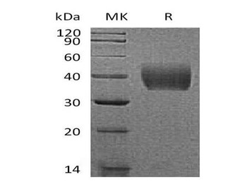 Mouse Tissue Factor/TF Recombinant Protein (RPES0538)