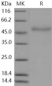 Coagulation Factor VII/F7 Recombinant Protein (RPES1254)
