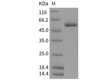 Rat c-MPL/CD110/TPOR Recombinant Protein (RPES4512)