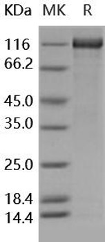 Human Contactin 4/CNTN4 Recombinant Protein (RPES5222)
