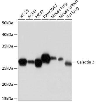 Developmental Biology Anti-Galectin 3 Antibody CAB11198