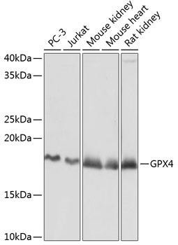 Cell Biology Antibodies 16 Anti-GPX4 Antibody CAB11243